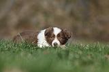 BORDER COLLIE 812